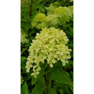 Hydrangea paniculata Romantic AceÂ® 'Renvagor' / Hortensia paniculÃ© Romantic AceÂ® 'Renvagor'