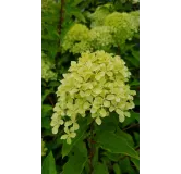 Hydrangea paniculata Romantic AceÂ® 'Renvagor' / Hortensia paniculÃ© Romantic AceÂ® 'Renvagor'