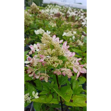 Hydrangea paniculata Pastel GreenÂ® 'Renxolor' / Hortensia paniculÃ© Pastel GreenÂ® 'Renxolor'