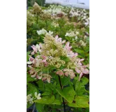 Hydrangea paniculata Pastel GreenÂ® 'Renxolor' / Hortensia paniculÃ© Pastel GreenÂ® 'Renxolor'