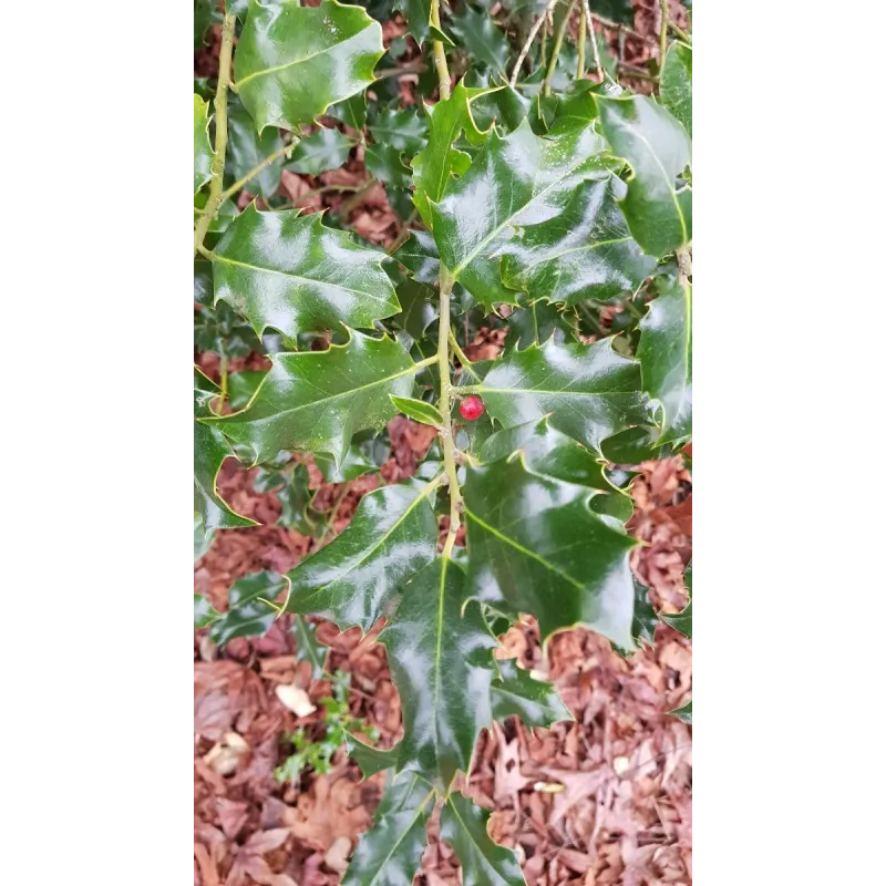 Ilex aquifolium 'Alaska' / Houx commun d'Alaska