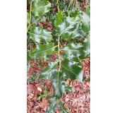 Ilex aquifolium 'Alaska' / Houx commun d'Alaska