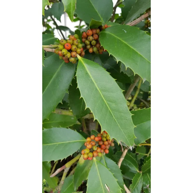 Ilex x koehneana 'Castaneifolia' / Houx Ã  feuille de ChÃ¢taignier