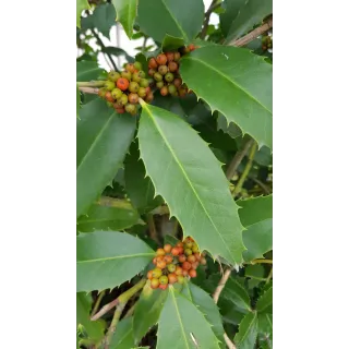 Ilex x koehneana 'Castaneifolia' / Houx Ã  feuille de ChÃ¢taignier