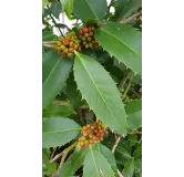 Ilex x koehneana 'Castaneifolia' / Houx Ã  feuille de ChÃ¢taignier