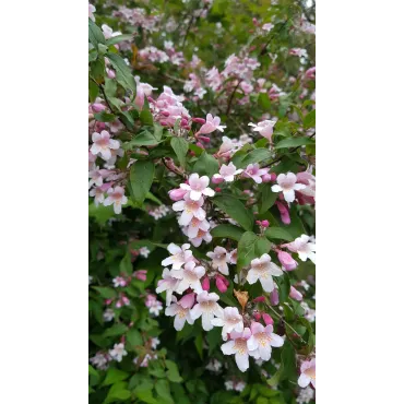 Kolwitzia amabilis 'Pink Cloud' / Buisson de BeautÃ© rose