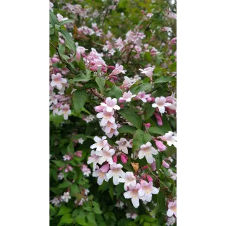 Kolwitzia amabilis 'Pink Cloud' / Buisson de BeautÃ© rose