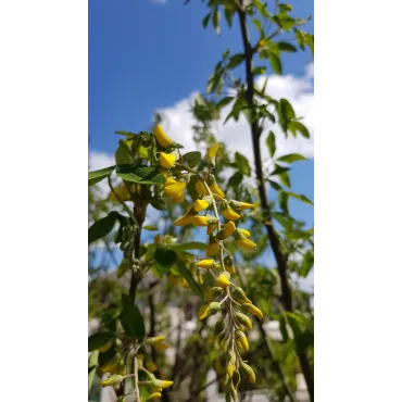 Laburnum anagyroÃ¯des 'Yellow Rocket'Â® / Cytise 'Yellow Rocket'Â®