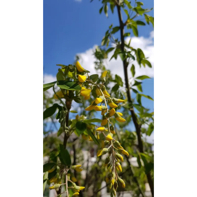 Laburnum anagyroÃ¯des 'Yellow Rocket'Â® / Cytise 'Yellow Rocket'Â®