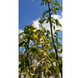 Laburnum anagyroÃ¯des 'Yellow Rocket'Â® / Cytise 'Yellow Rocket'Â®