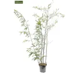 Phyllostachys nigra - pot 5 ltr