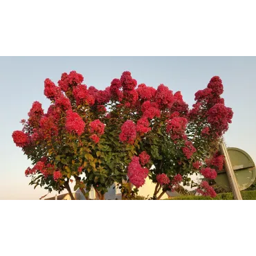 Lagerstroemia indica BRAISE D'Ã‰TÃ‰Â® 'Indybra' / Lilas des Indes BRAISE D'Ã‰TÃ‰Â® 'Indybra'