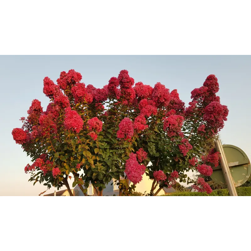 Lagerstroemia indica BRAISE D'Ã‰TÃ‰Â® 'Indybra' / Lilas des Indes BRAISE D'Ã‰TÃ‰Â® 'Indybra'