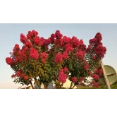 Lagerstroemia indica BRAISE D'Ã‰TÃ‰Â® 'Indybra' / Lilas des Indes BRAISE D'Ã‰TÃ‰Â® 'Indybra'