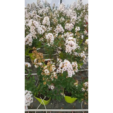 Lagerstroemia indica NEIGE D'Ã‰TÃ‰Â® / Lilas des Indes NEIGE D'Ã‰TÃ‰Â®