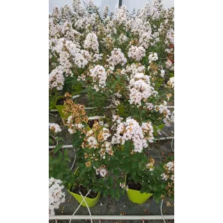 Lagerstroemia indica NEIGE D'Ã‰TÃ‰Â® / Lilas des Indes NEIGE D'Ã‰TÃ‰Â®