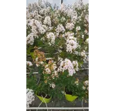 Lagerstroemia indica NEIGE D'Ã‰TÃ‰Â® / Lilas des Indes NEIGE D'Ã‰TÃ‰Â®