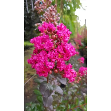 Lagerstroemia indica FUCHSIA D'Ã‰TÃ‰Â® 'Indyfus' / Lilas des Indes FUCHSIA D'Ã‰TÃ‰Â® 'Indyfus'