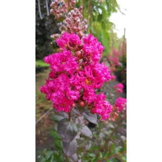 Lagerstroemia indica FUCHSIA D'Ã‰TÃ‰Â® 'Indyfus' / Lilas des Indes FUCHSIA D'Ã‰TÃ‰Â® 'Indyfus'