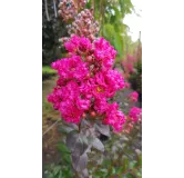 Lagerstroemia indica FUCHSIA D'Ã‰TÃ‰Â® 'Indyfus' / Lilas des Indes FUCHSIA D'Ã‰TÃ‰Â® 'Indyfus'