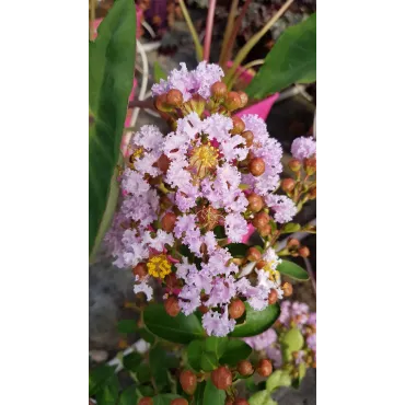 Lagerstroemia indica CAMAIEU D'Ã‰TÃ‰Â® 'IndyCam' / Lilas des Indes CAMAIEU D'Ã‰TÃ‰Â® 'IndyCam'