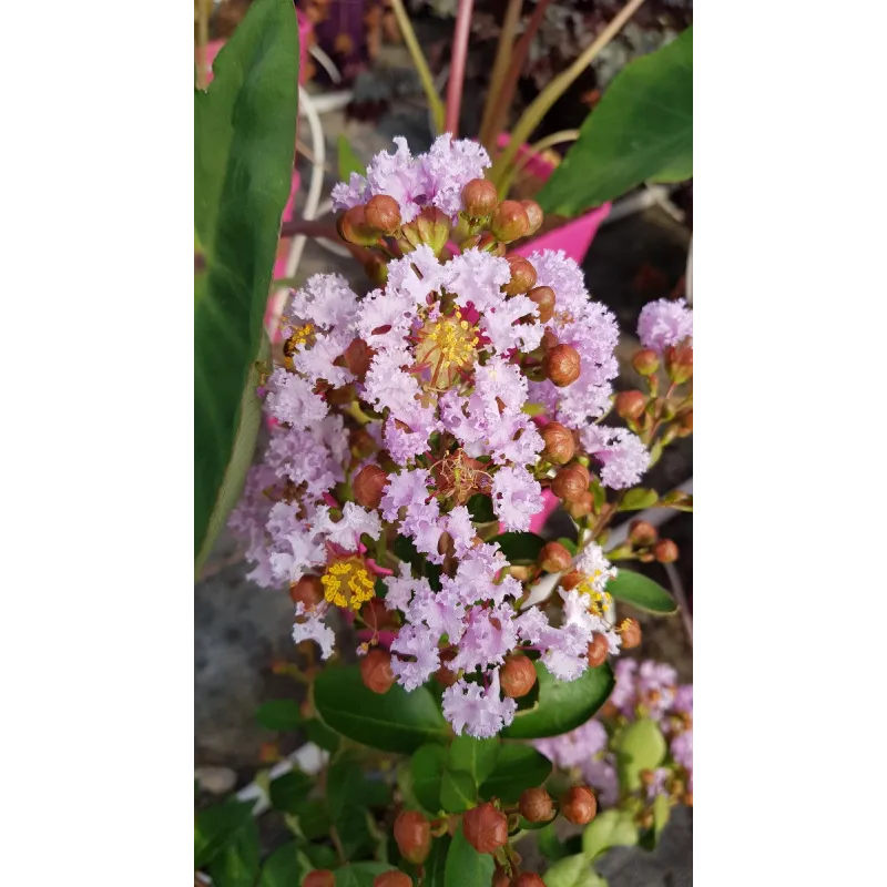 Lagerstroemia indica CAMAIEU D'Ã‰TÃ‰Â® 'IndyCam' / Lilas des Indes CAMAIEU D'Ã‰TÃ‰Â® 'IndyCam'