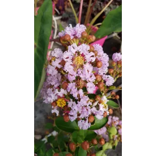 Lagerstroemia indica CAMAIEU D'Ã‰TÃ‰Â® 'IndyCam' / Lilas des Indes CAMAIEU D'Ã‰TÃ‰Â® 'IndyCam'