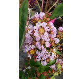 Lagerstroemia indica CAMAIEU D'Ã‰TÃ‰Â® 'IndyCam' / Lilas des Indes CAMAIEU D'Ã‰TÃ‰Â® 'IndyCam'