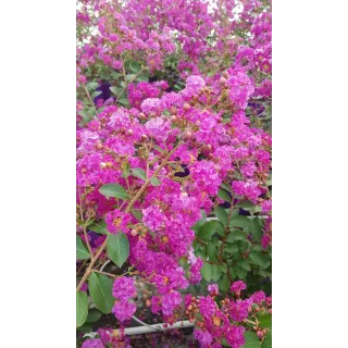 Lagerstroemia indica VIOLET D'Ã‰TÃ‰Â® 'Indyvio' / Lilas des Indes VIOLET D'Ã‰TÃ‰Â® 'Indyvio'