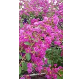 Lagerstroemia indica VIOLET D'Ã‰TÃ‰Â® 'Indyvio' / Lilas des Indes VIOLET D'Ã‰TÃ‰Â® 'Indyvio'