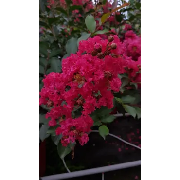 Lagerstroemia indica 'MaÃ¯tÃ© Red' / Lilas des Indes 'MaÃ¯tÃ© Red'