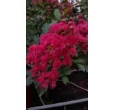 Lagerstroemia indica 'MaÃ¯tÃ© Red' / Lilas des Indes 'MaÃ¯tÃ© Red'