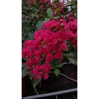 Lagerstroemia indica 'MaÃ¯tÃ© Red' / Lilas des Indes 'MaÃ¯tÃ© Red'