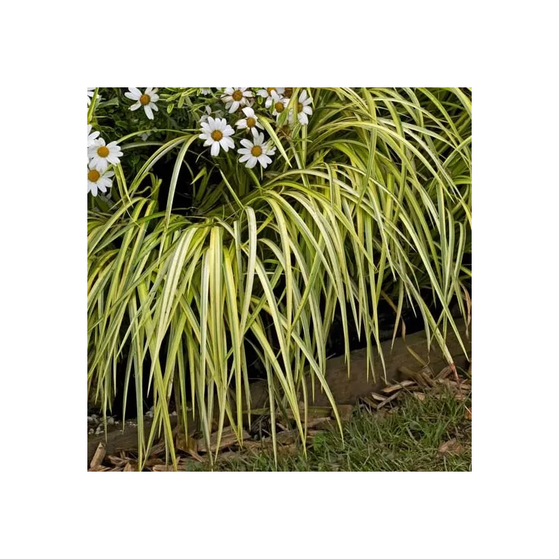 Carex oshimensis Evergold - hauteur totale 30-40 cm - pot 2 ltr