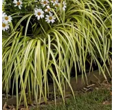 Carex oshimensis Evergold - hauteur totale 30-40 cm - pot 2 ltr