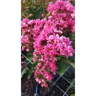 Lagerstroemia indica 'Berlingot Menthe' / Lilas des Indes 'Berlingot Menthe'