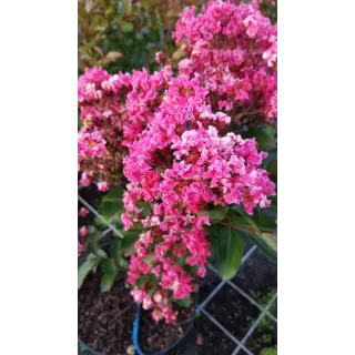 Lagerstroemia indica 'Berlingot Menthe' / Lilas des Indes 'Berlingot Menthe'