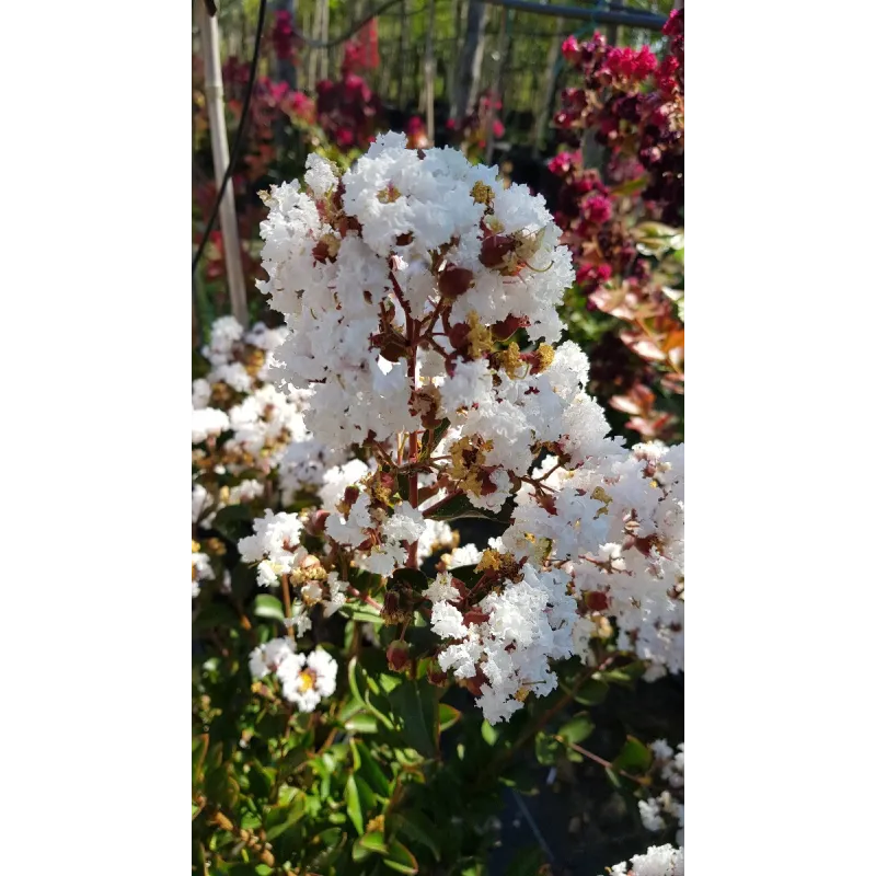 Lagerstroemia indica 'Alba' / Lilas des Indes Ã  fleurs blanches