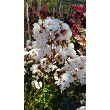 Lagerstroemia indica 'Alba' / Lilas des Indes Ã  fleurs blanches