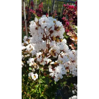 Lagerstroemia indica 'Alba' / Lilas des Indes Ã  fleurs blanches