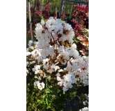 Lagerstroemia indica 'Alba' / Lilas des Indes Ã  fleurs blanches