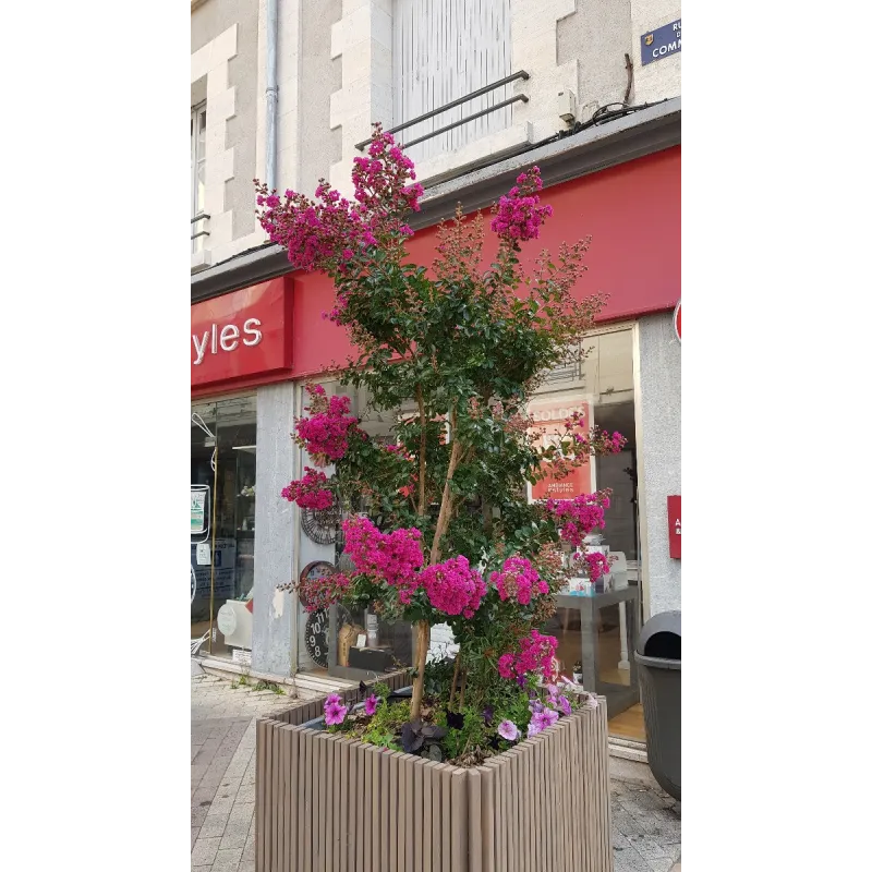 Lagerstroemia indica 'Rosea' / Lilas des Indes Ã  fleurs roses