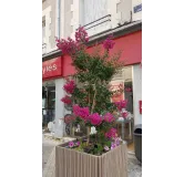 Lagerstroemia indica 'Rosea' / Lilas des Indes Ã  fleurs roses