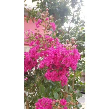 Lagerstroemia indica 'Rosea' / Lilas des Indes Ã  fleurs roses