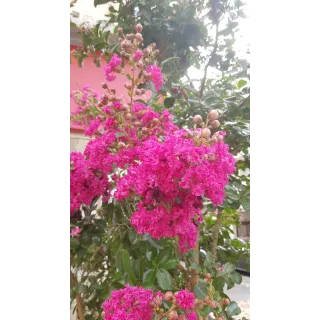 Lagerstroemia indica 'Rosea' / Lilas des Indes Ã  fleurs roses