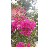 Lagerstroemia indica 'Rosea' / Lilas des Indes Ã  fleurs roses