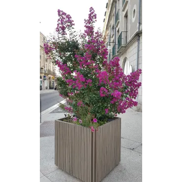 Lagerstroemia indica 'Violacea' / Lilas des Indes Ã  fleurs violettes