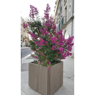 Lagerstroemia indica 'Violacea' / Lilas des Indes Ã  fleurs violettes