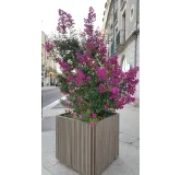 Lagerstroemia indica 'Violacea' / Lilas des Indes Ã  fleurs violettes