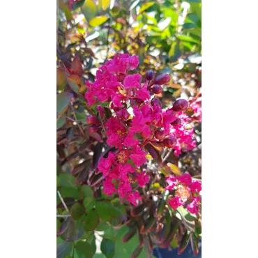 Lagerstroemia indica 'Petite Red' / Lilas des Indes nain Ã  fleurs rouge